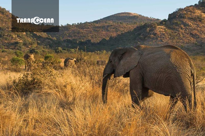 NAM PHI | JOHANNESBURG - SUN CITY - PRETORIA - CAPE TOWN 6