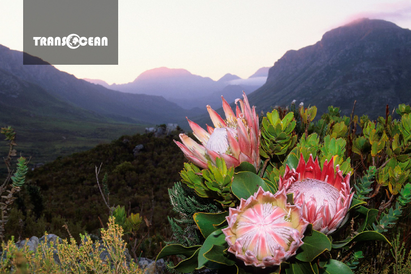 NAM PHI | JOHANNESBURG - SUN CITY - PRETORIA - CAPE TOWN 9