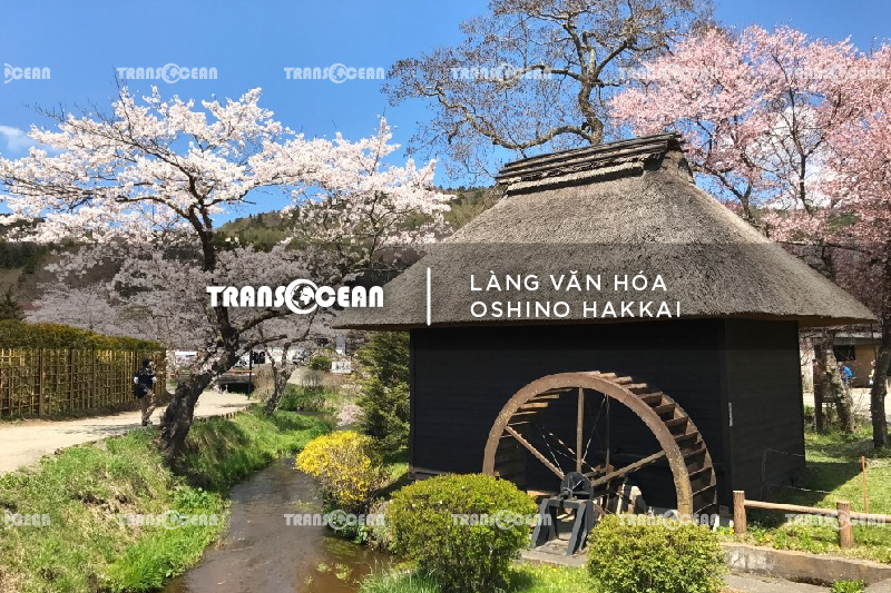 MÙA HOA ANH ĐÀO | TOKYO – FUJI – YAMANASHI 16