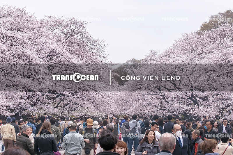 MÙA HOA ANH ĐÀO | TOKYO – FUJI – YAMANASHI 21