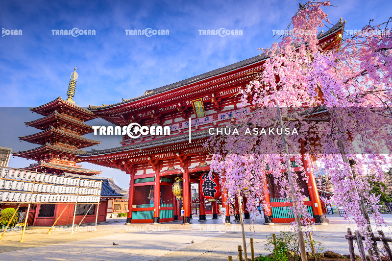 MÙA HOA ANH ĐÀO | TOKYO – FUJI – YAMANASHI 26