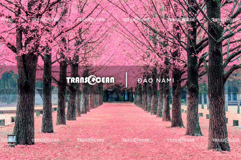 TOUR HÀN QUỐC MÙA HOA ANH ĐÀO | SEOUL - NAMI - EVERLAND - BLOSSOM FLOWERS YEOUIDO PARK 2