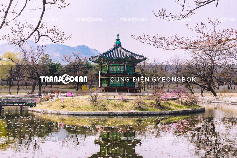 TOUR HÀN QUỐC MÙA HOA ANH ĐÀO | SEOUL - NAMI - EVERLAND - BLOSSOM FLOWERS YEOUIDO PARK 4