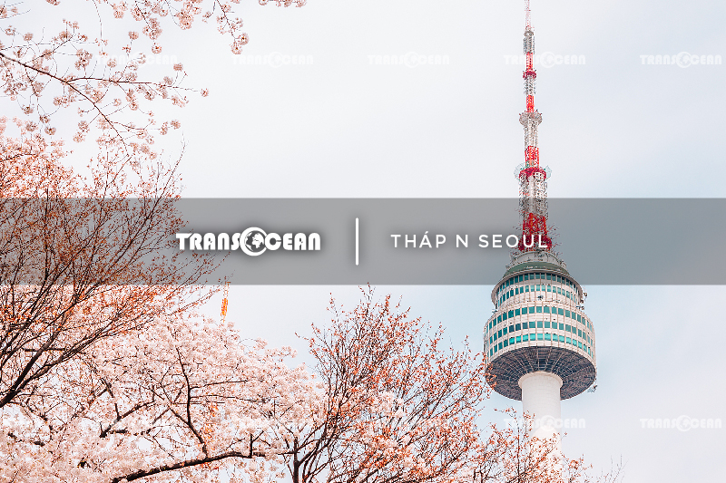 TOUR HÀN QUỐC MÙA HOA ANH ĐÀO | SEOUL - NAMI - EVERLAND - BLOSSOM FLOWERS YEOUIDO PARK 7