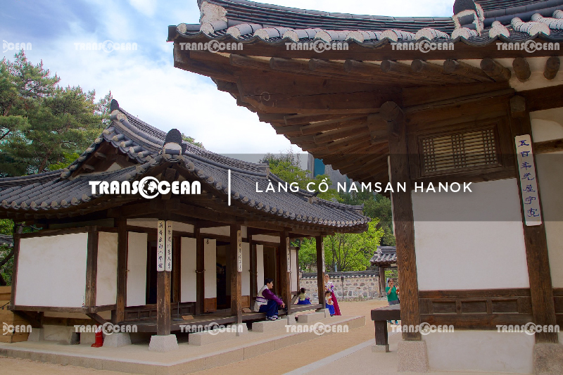 TOUR HÀN QUỐC MÙA HOA ANH ĐÀO | SEOUL - NAMI - EVERLAND - BLOSSOM FLOWERS YEOUIDO PARK 8
