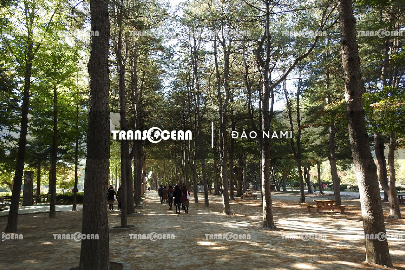 DU LỊCH HÀN QUỐC | SEOUL - JEJU - LOTTE WORLD - NAMI 14
