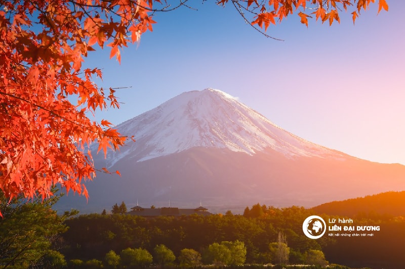 TOUR MÙA HOA ANH ĐÀO NHẬT BẢN | TOKYO – FUJI – YAMANASHI