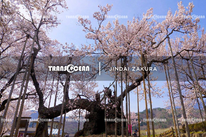 TOUR DU LỊCH NHẬT BẢN | TOKYO – FUJI – YAMANASHI 2