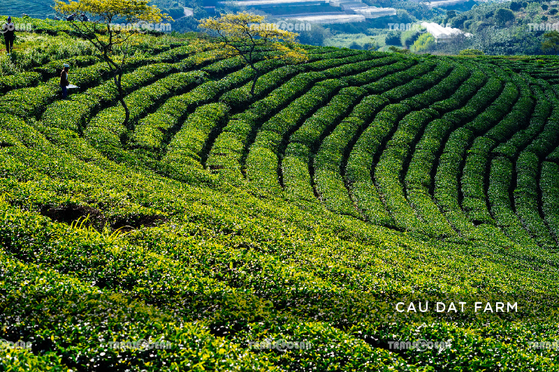 DA LAT HIGHLAND 4 DAYS 3 NIGHTS 6