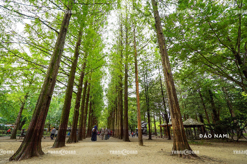 TOUR MÙA THU HÀN QUỐC| SEOUL-NAMI-EVERLAND-HERO SHOW 3