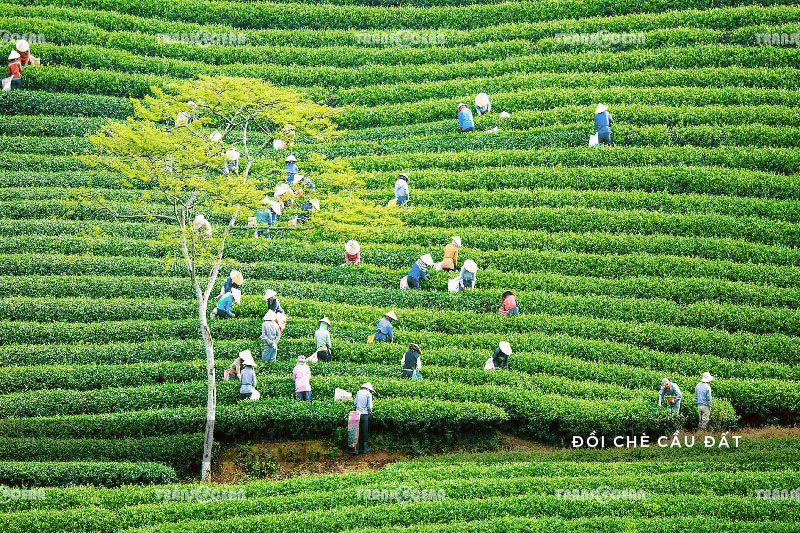 ĐÀ LẠT | VƯỜN HOA CẨM TÚ CẦU - ĐỒI CHÈ CẦU ĐẤT - VƯỜN DÂU - THÁC DALTALA 8