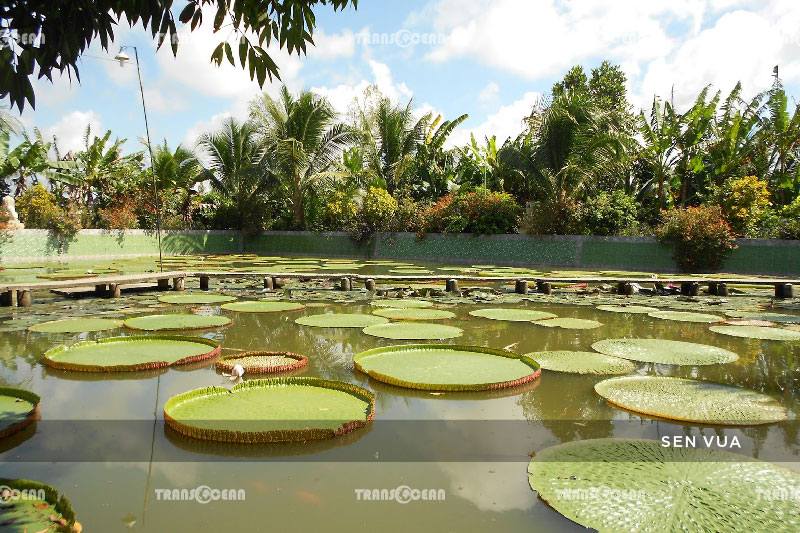 TOUR DU LỊCH MIỀN TÂY MÙA NƯỚC NỔI 3
