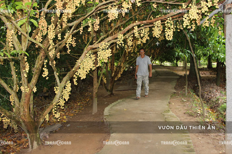 TOUR DU LỊCH ĐỒNG BẰNG SÔNG CỬU LONG 23