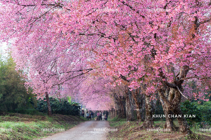 TOUR THÁI LAN | CHIANG MAI - CHIANG RAI 11