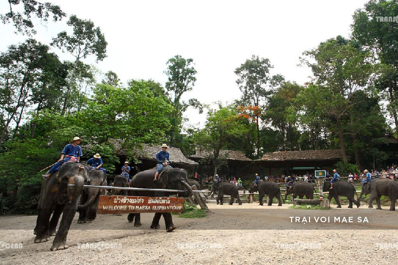 TOUR THÁI LAN 2020 | CHIANG MAI - CHIANG RAI 3