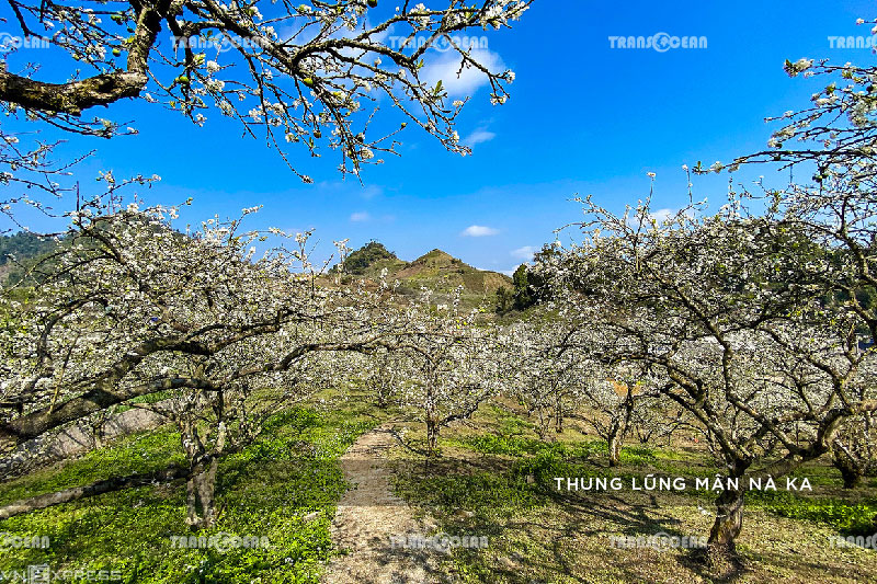 TOUR DU LỊCH MỘC CHÂU MÙA MẬN CHÍN 5