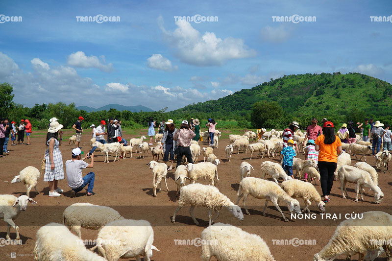 TOUR VŨNG TÀU | ĐỒI CỪU – BẾN TÀU MARINA – TƯỢNG CHÚA KITÔ 2