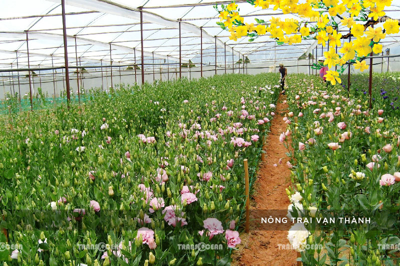 TOUR TẾT 2021 | ĐÀ LẠT – HỒ TUYỀN LÂM – XỨ SỞ THẦN TIÊN – WONDER RESORT 4 SAO 9