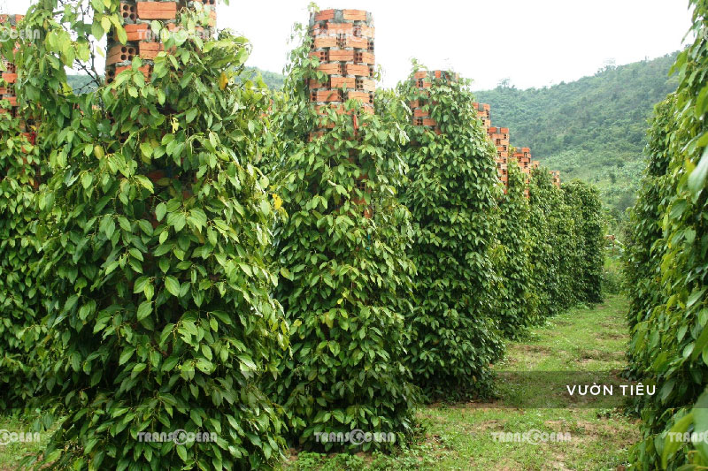 PHÚ QUỐC | TOUR 4 ĐẢO THIÊN ĐƯỜNG RẠCH VẸM MÙA SAO BIỂN 12